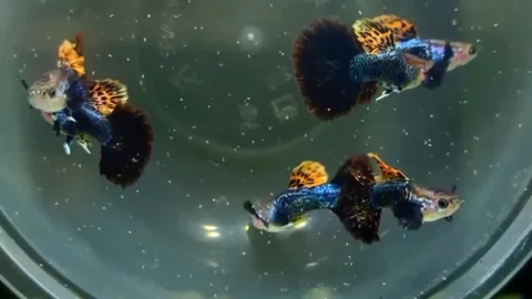 Guppy Fish Dragon Stock Footage 243012613