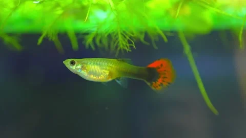 Guppy fish female in home fish tank Stock Video Pond5