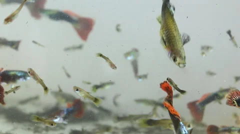 Guppy fish Stock-Footage 44728345