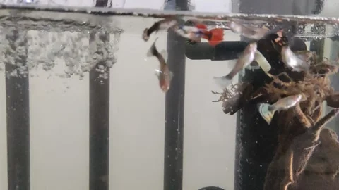 Guppy Fish Video stock 171307131