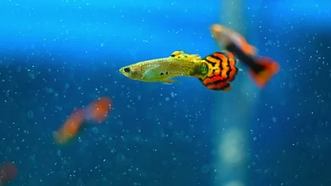 Guppy fish in home fish tank slow motion macro close up. Home hobby. Poecil.. Stock Footage 239177853