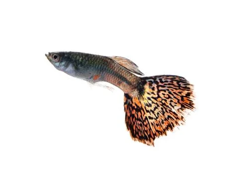 Guppy fish isolated on white background Stock Photos