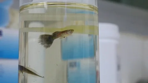 Guppy fish moving under water Stock Footage 79379475