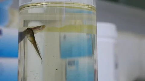 Guppy fish moving under water Stock Footage 79385309