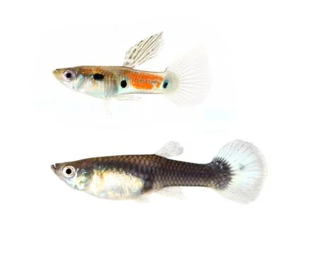 Guppy fish Stock Photos