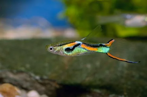 Guppy fish Foto stock