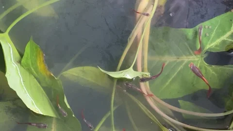 Guppy fish in a pond Video stock 139210701
