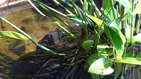 Guppy fish in a pot with a tree. Stock Footage 97122663