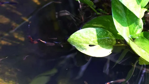 Guppy fish in a pot with a tree. Vídeos de archivo 97122708