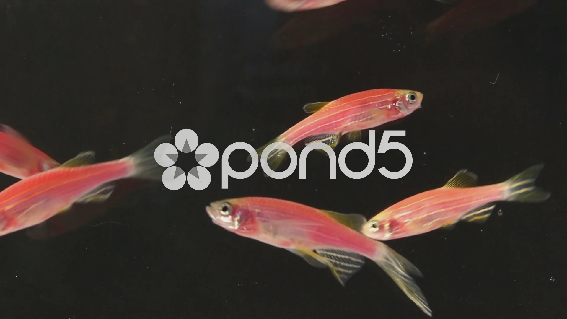 guppy fish swimming on black background | Stock Video | Pond5