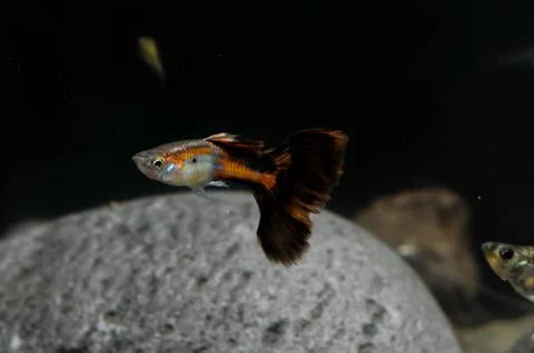 Guppy multi colored fish Foto stock
