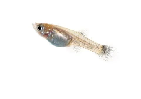 Guppy Stock Photos