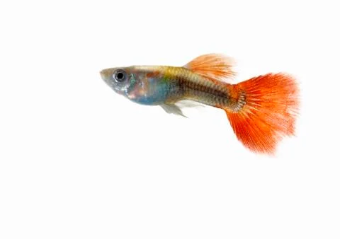 Guppy Stock Photos