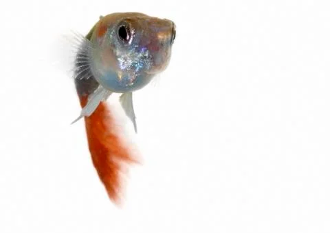 Guppy Foto stock