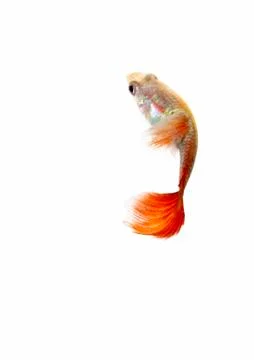 Guppy Stock Photos