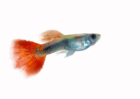 Guppy Stock Photos