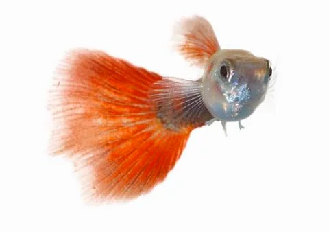 Guppy Stock Photos