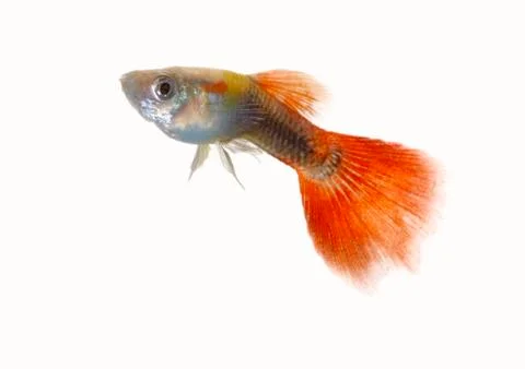 Guppy Stock Photos