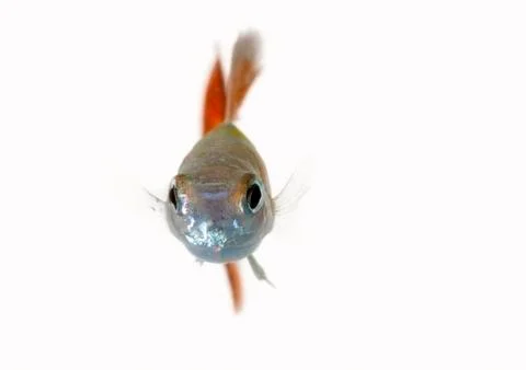 Guppy Stock Photos