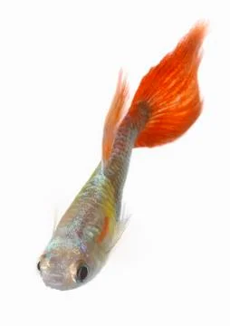 Guppy Foto stock