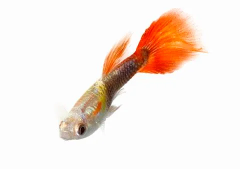 Guppy Stock Photos