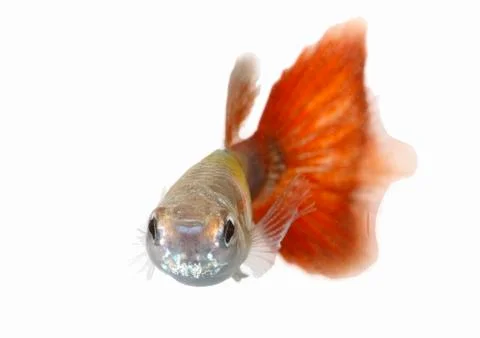 Guppy Stock Photos
