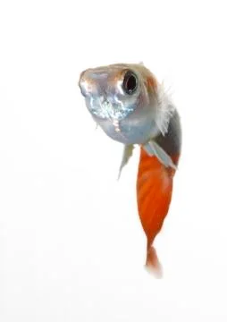 Guppy Stock Photos