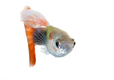 Guppy Stock Photos