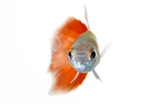 Guppy Stock Photos