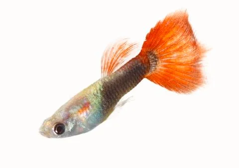 Guppy Stock Photos