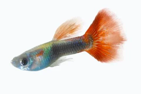Guppy Stock Photos