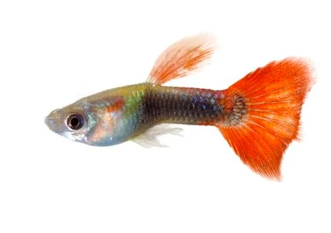 Guppy Stock Photos