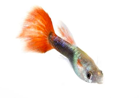Guppy Stock Photos