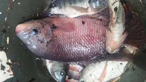 Gurame fish Stock Photos