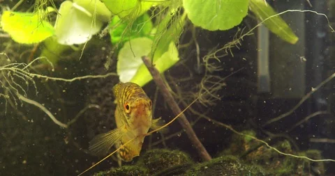 Gurami fish in a fish tank 库存影片 115129556