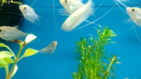 Gurami 스톡 동영상 85864072