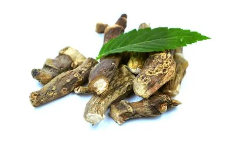 Gurbach root image Stock Photos