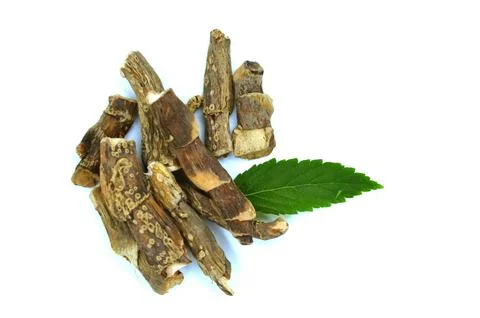 Gurbach root on white background Stock Photos