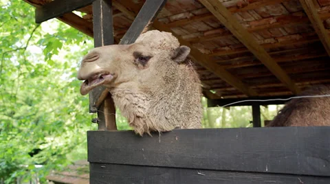 Gurgling Camel Stock Footage 38032106
