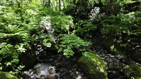 Gurgling Stream in Dense Forest Stock Footage 321289176
