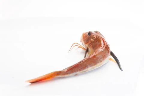 Gurnard fish Stock Photos