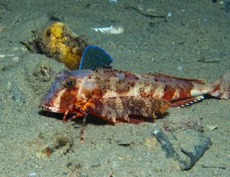 Gurnard fish swims into the sea Stock Photos