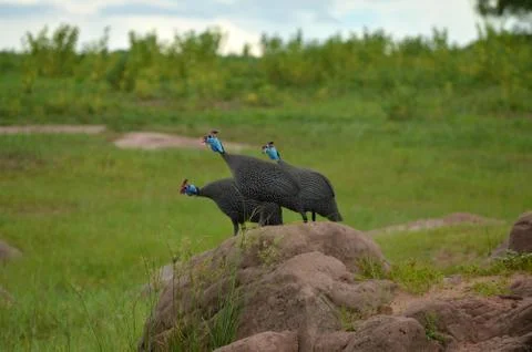 Gurucheche Stock Photos