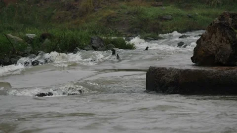 A gushing river with a big stone in between, spirogyra surface above Stock Footage 225740407