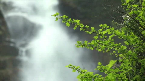 Gushing Waterfall with green branches Stock Footage 725244