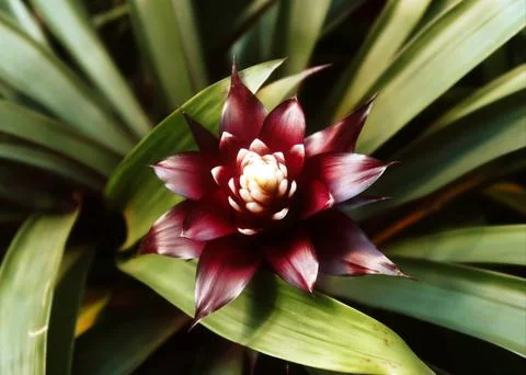 Gusmania flower in the garden Stock Photos