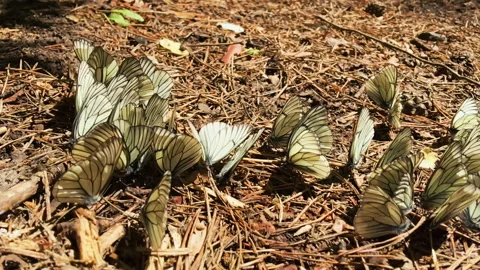 A gust of wind blows butterflies sitting on the surface 스톡 동영상 131724445