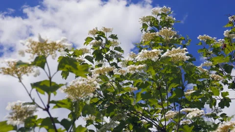Gust of wind flashes branches of flowering tree and makes it difficult to Stock Footage 131746959