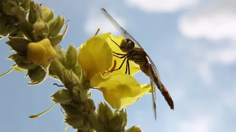 A gust of wind stirs a yellow flower with a dragonfly against a cloudy sky Stock Footage 247069580