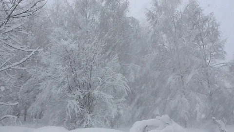 A gust of wind throws off snow from tree branches during heavy snow Stock Footage 107254662